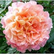 Троянда англійська Августа Луїза (кущова) в контейнері